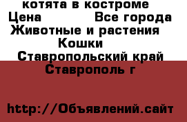 котята в костроме › Цена ­ 2 000 - Все города Животные и растения » Кошки   . Ставропольский край,Ставрополь г.